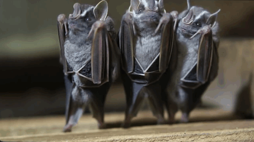 bats_upside_down