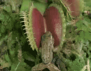 venus flytrapfrog