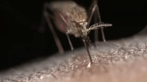 animated gif of a mosquito sucking blood from skin