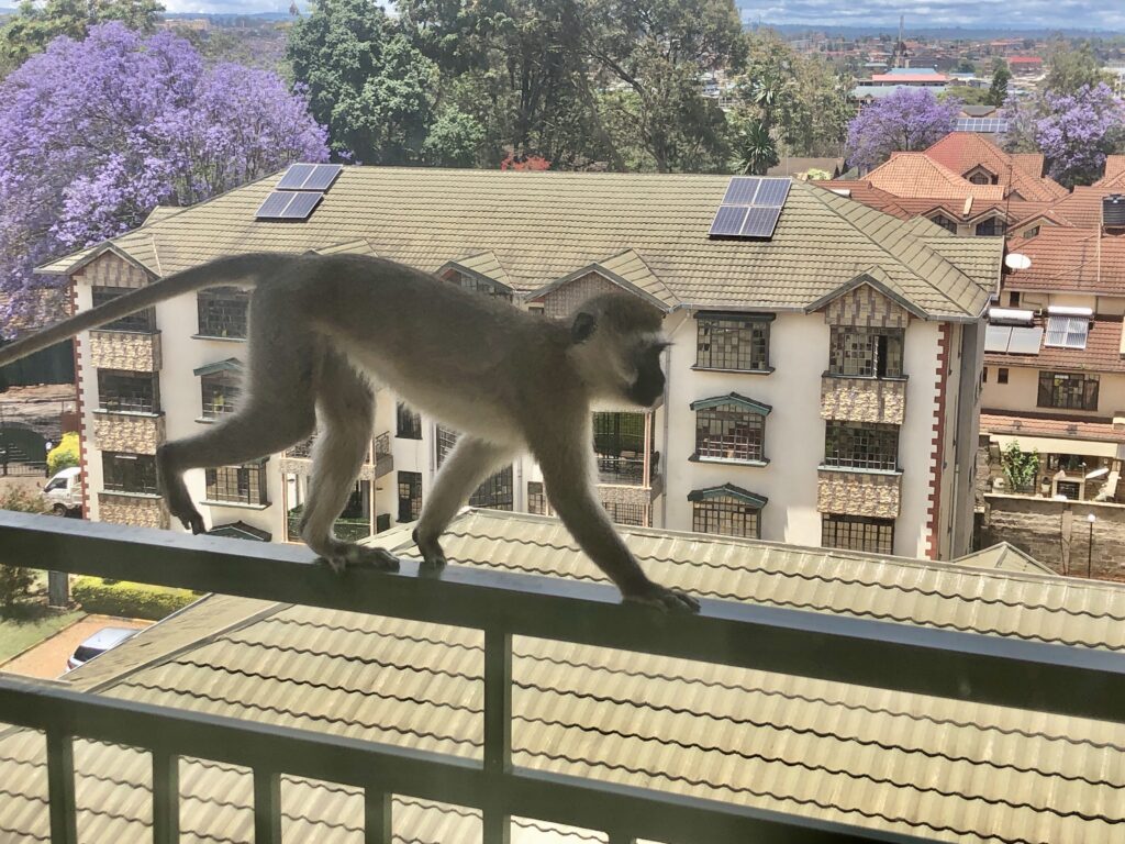 A monkey on top of a balcony railing, with housing and trees in the background